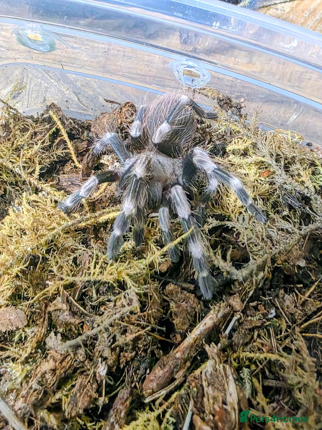 Tarantulas invertebrates for sale: 5 x Nhandu Chromatus Tarantula 1.5 - 2.5cm - Advert 2