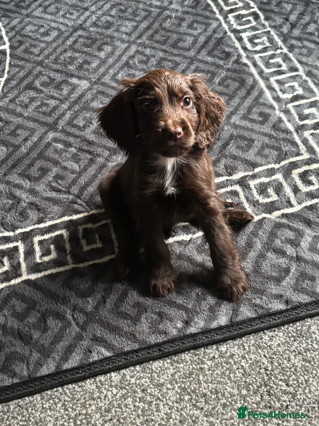 Cocker Spaniel dogs for sale: 3 beautiful cocker spaniel puppy’s  - Advert 8