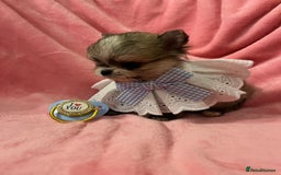 Pomchi dogs for sale: INCREDIBLE Thai/Korean pomchi READY 5th September  - Image 13