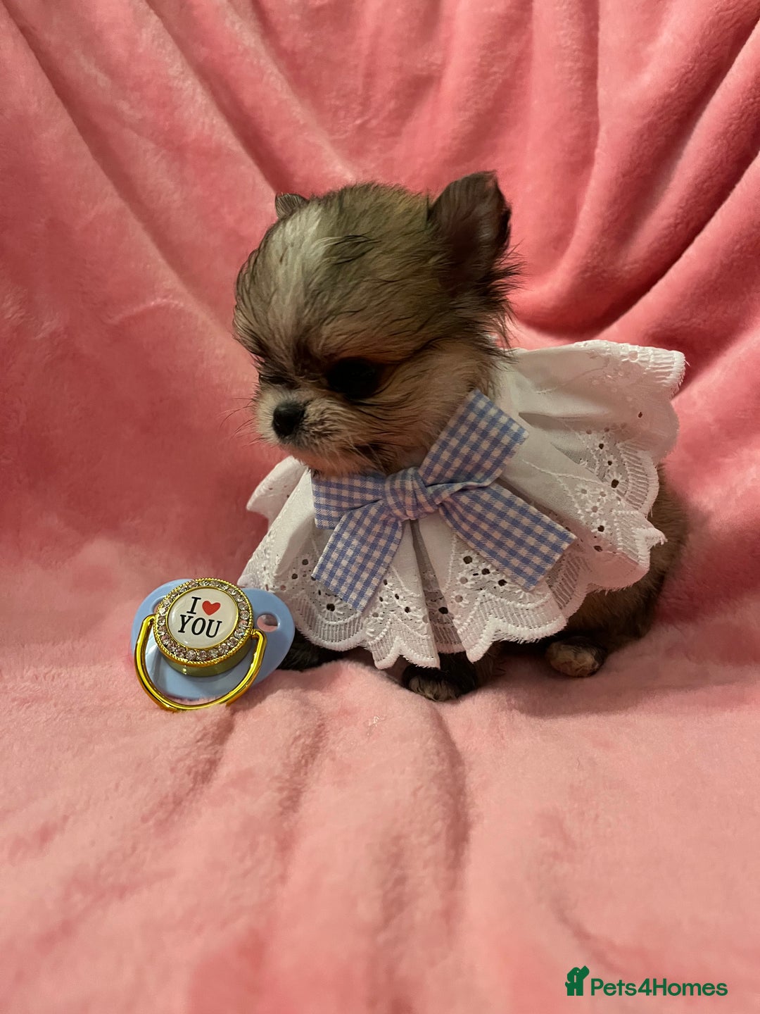 Pomchi dogs for sale: INCREDIBLE Thai/Korean pomchi READY 5th September  - Image 13