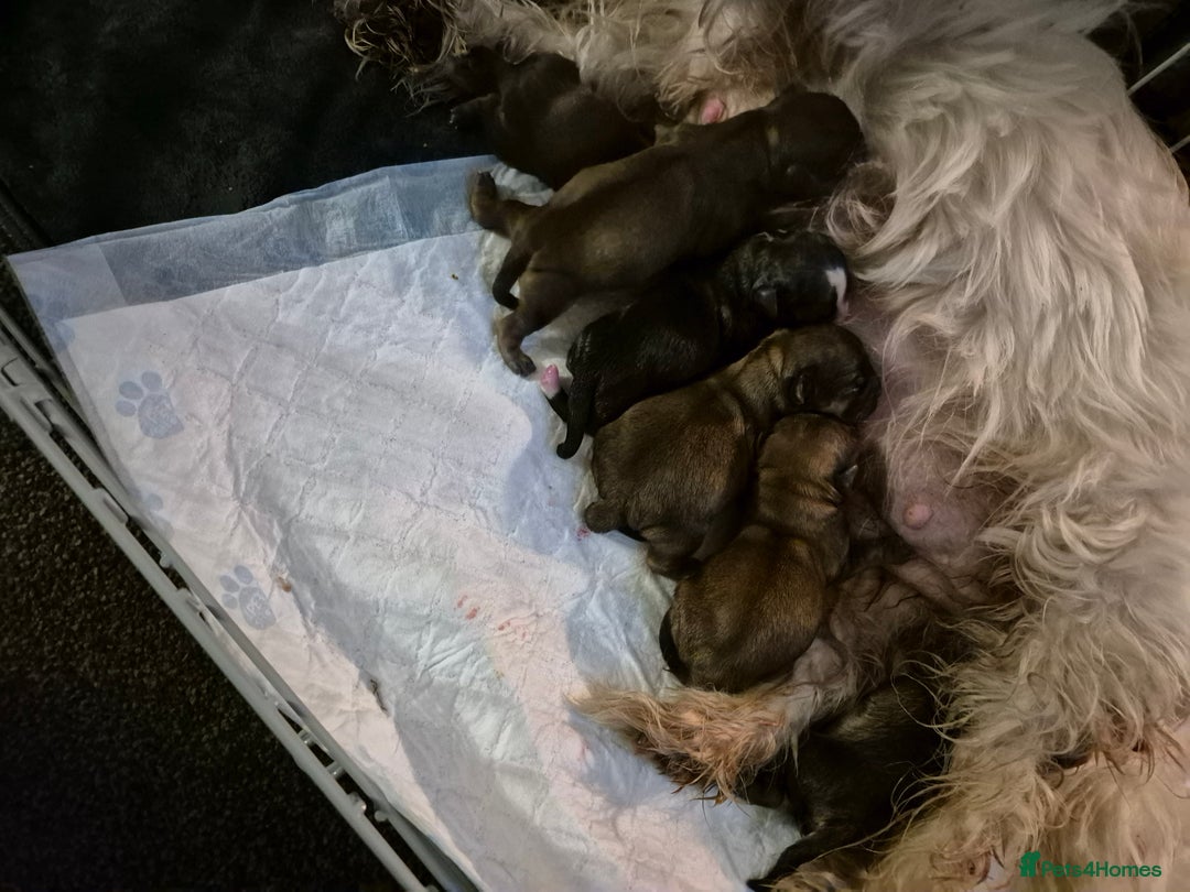 Malshi dogs for sale: 5 beautiful puppies  - Advert 4