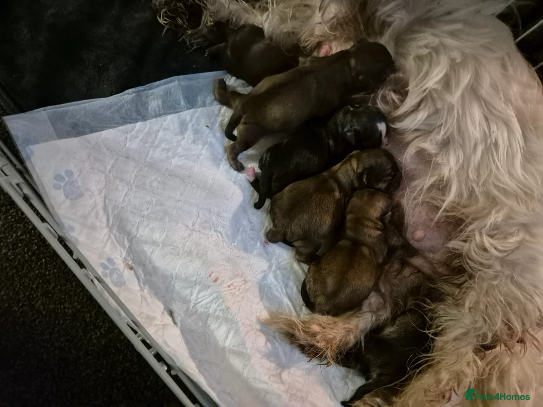 Malshi dogs for sale: 5 beautiful puppies, all been reserved now  - Advert 12