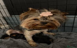 Yorkshire Terrier dogs for sale: Beautiful Yorkie Puppy – 1 Girl Available - Image 6