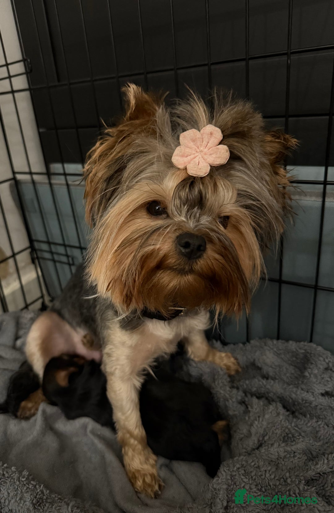 Yorkshire Terrier dogs for sale: Beautiful Yorkie Puppy – 1 Girl Available - Image 6
