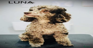 Miniature Poodle dogs - Advert 13