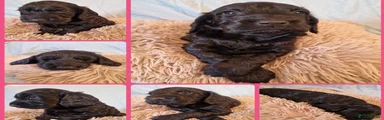 Cockapoo Puppy 4 Acey