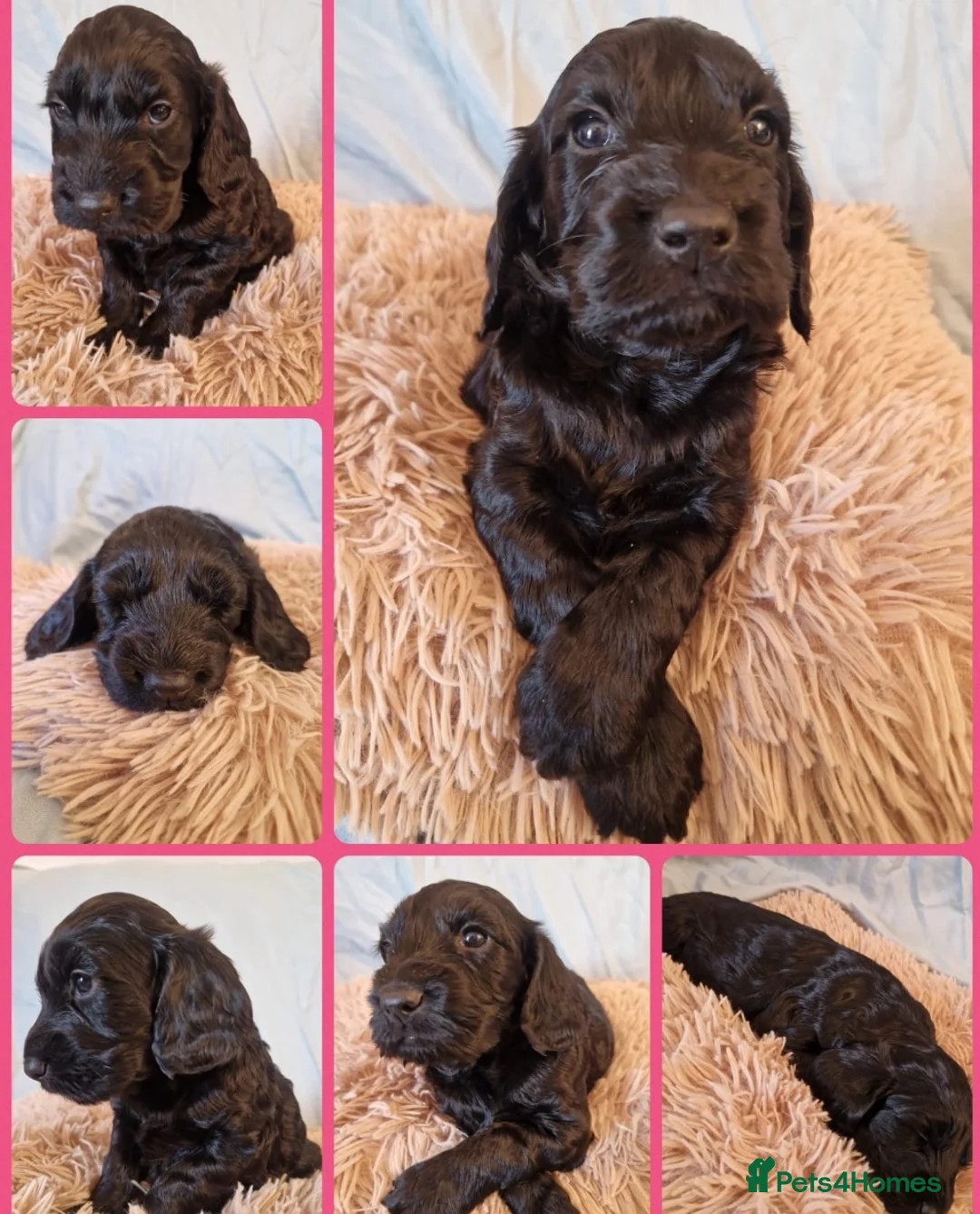 Cockapoo dogs for sale: F1b Cockapoo Puppies for sale 🐾🐾 in Llanidloes - Advert 11