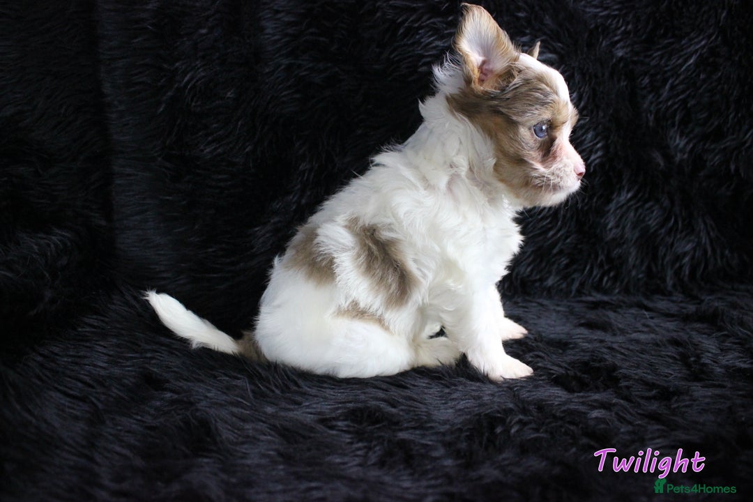 Yorkshire Terrier dogs for sale: Stunning Biro & Merle Yorkie Girls – Ready Nov 25 - Advert 22