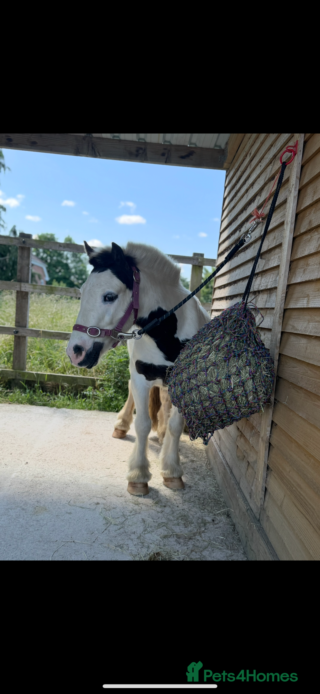 Irish Cob horses for sale: Dolla- 5yr old coblet  - Advert 4