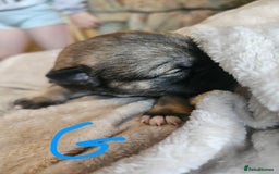 Huskita dogs for sale: Husky x akita puppys - Image 3