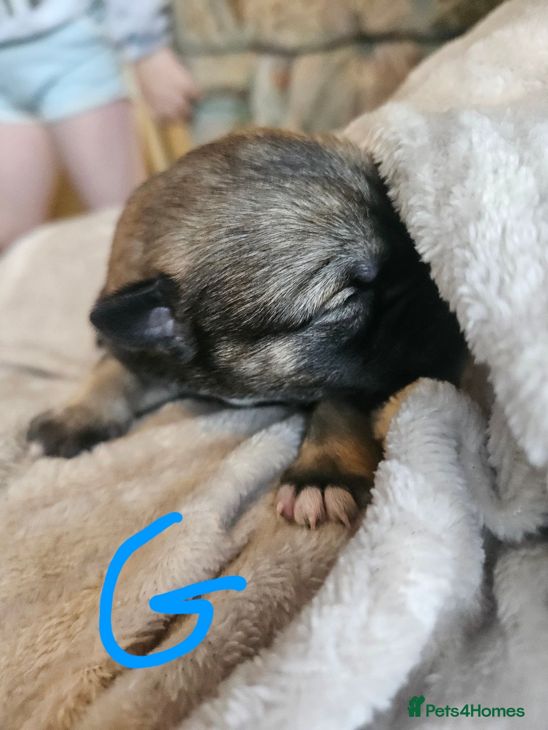 Huskita dogs for sale: Husky x akita puppys - Image 3