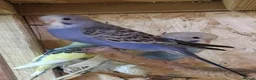 Budgerigars birds for sale: Baby budgies now available - Advert 6