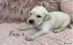 Golden Retriever dogs for sale: Beautiful GR Puppies – No Expense Spared! - Image 10