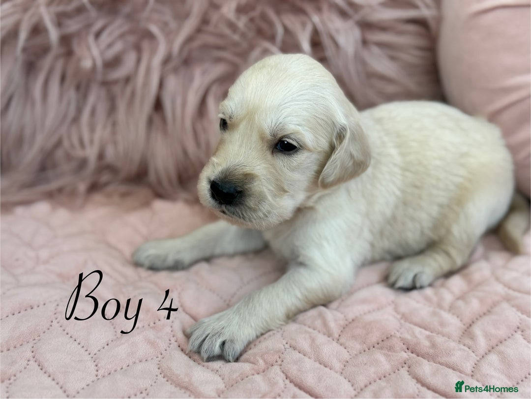 Golden Retriever dogs for sale: Beautiful GR Puppies – No Expense Spared! - Image 10