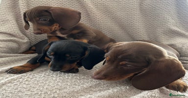 Dachshund dogs - Advert 4