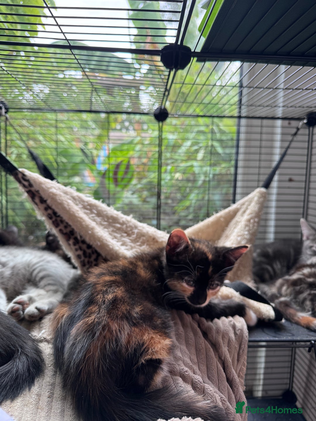 Bengal cats for sale: 11 Tortie, Tabby and Tuxedo Kittens - Image 6