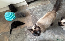 Russian Blue cats for sale: Russian Blue x Ragdoll Kittens - Image 13