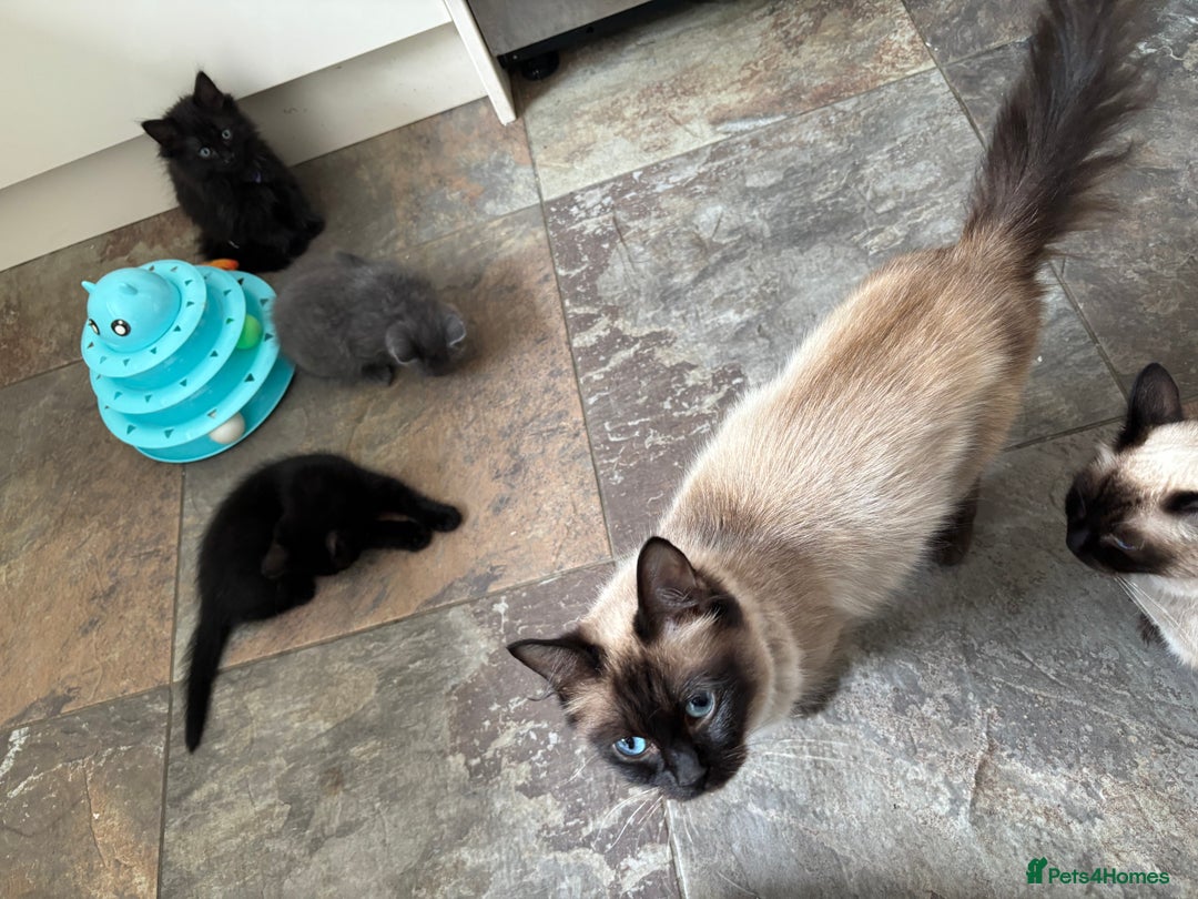 Russian Blue cats for sale: Russian Blue x Ragdoll Kittens - Image 13