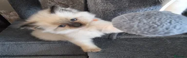 Ragdoll Kitten 1