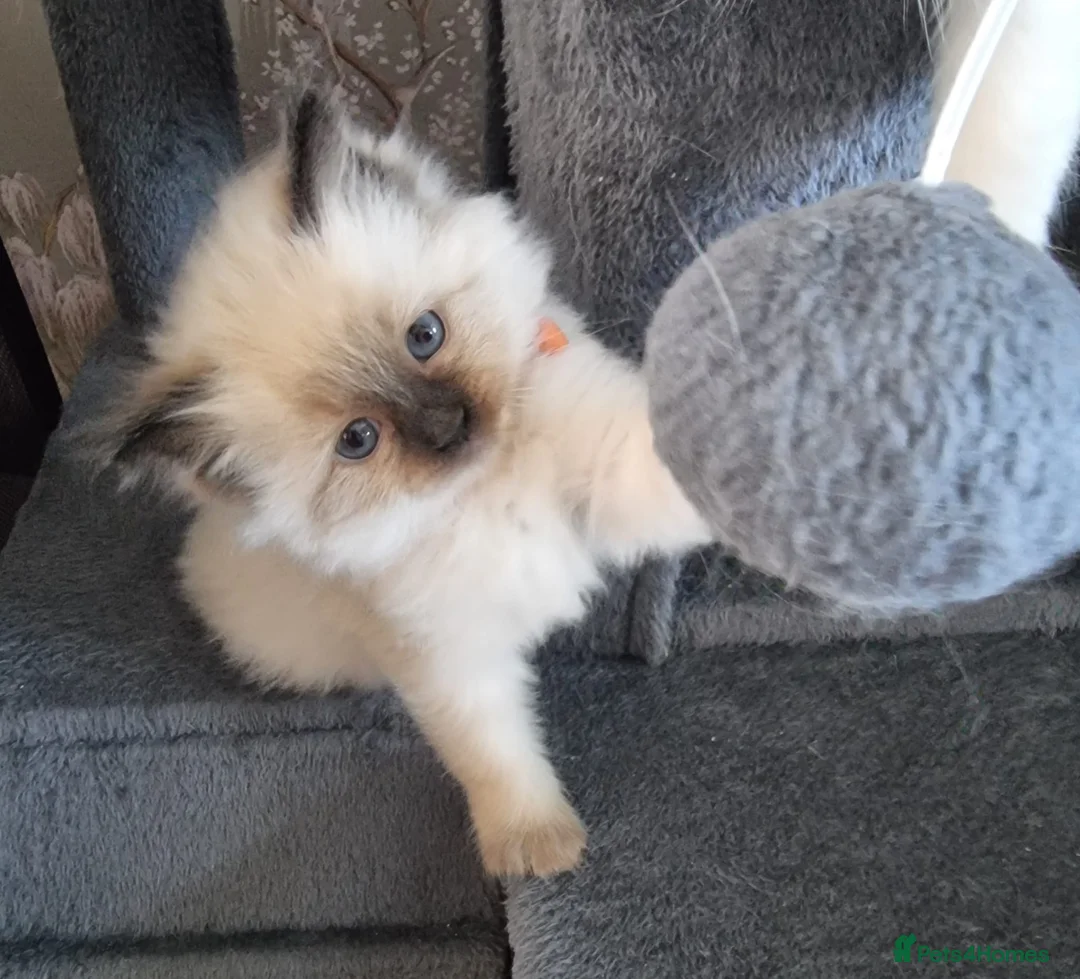 Ragdoll cats for sale: 3 Rogdall Kittens  - Advert 2