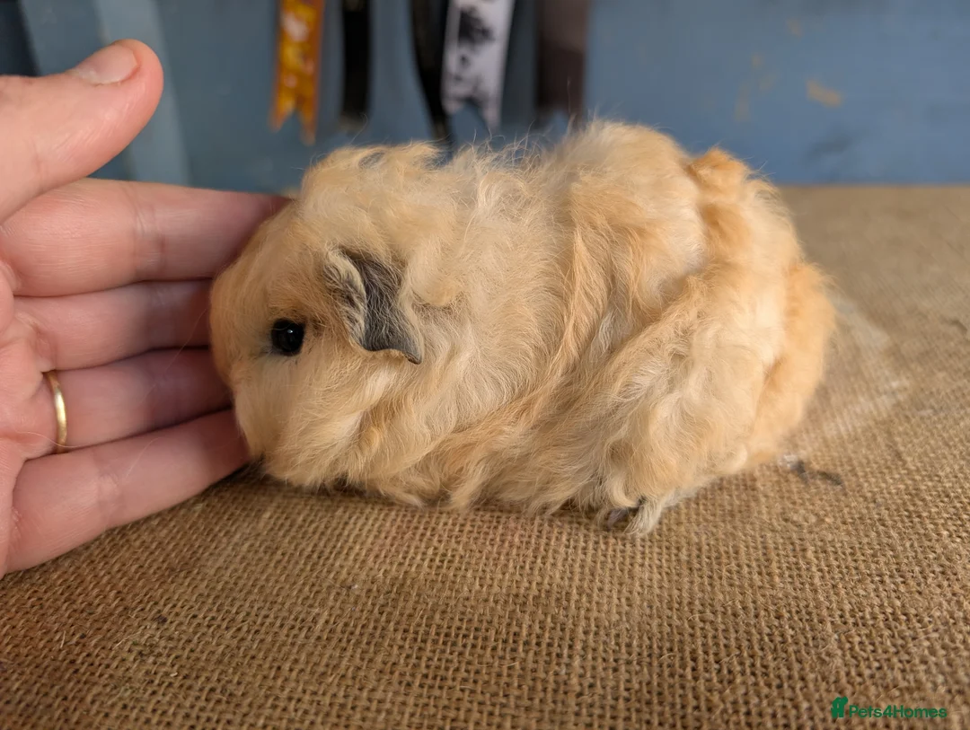 Guinea Pig rodents for sale: Baby swiss boars  - Advert 6