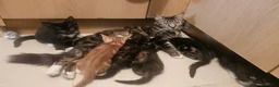 Mixed Breed cats for sale: Adorable kittens looking for new good home  - Advert 19