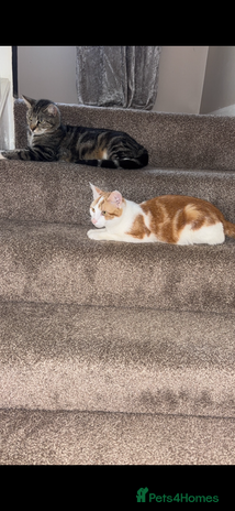 Mixed Breed cats - Advert 3