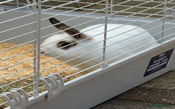English rabbits for sale: Rabbits for rehoming  - Image 5