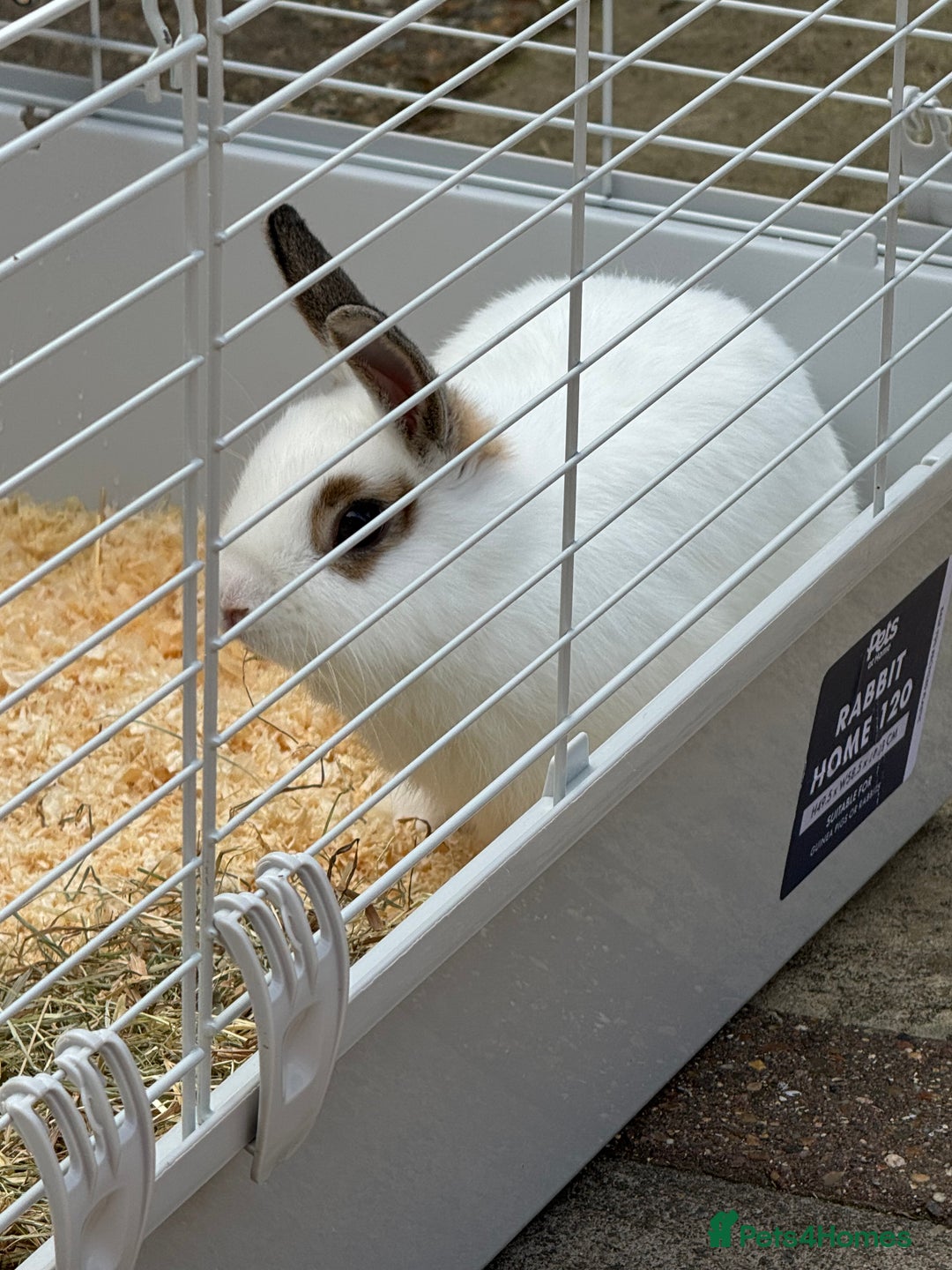 English rabbits for sale: Rabbits for rehoming  - Image 5