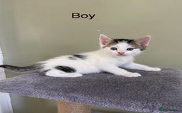 Mixed Breed cats for sale: kittens  - Image 2