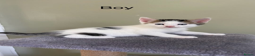 Mixed Breed Kitten 3