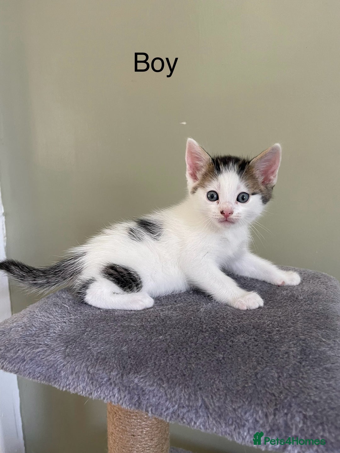 Mixed Breed cats for sale: kittens  - Image 2