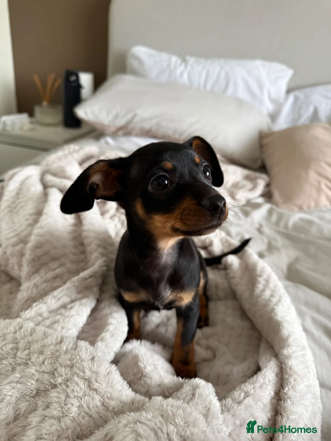 Chiweenie dogs for sale: Tiny dachshund cross chihuahua pups  - Advert 1