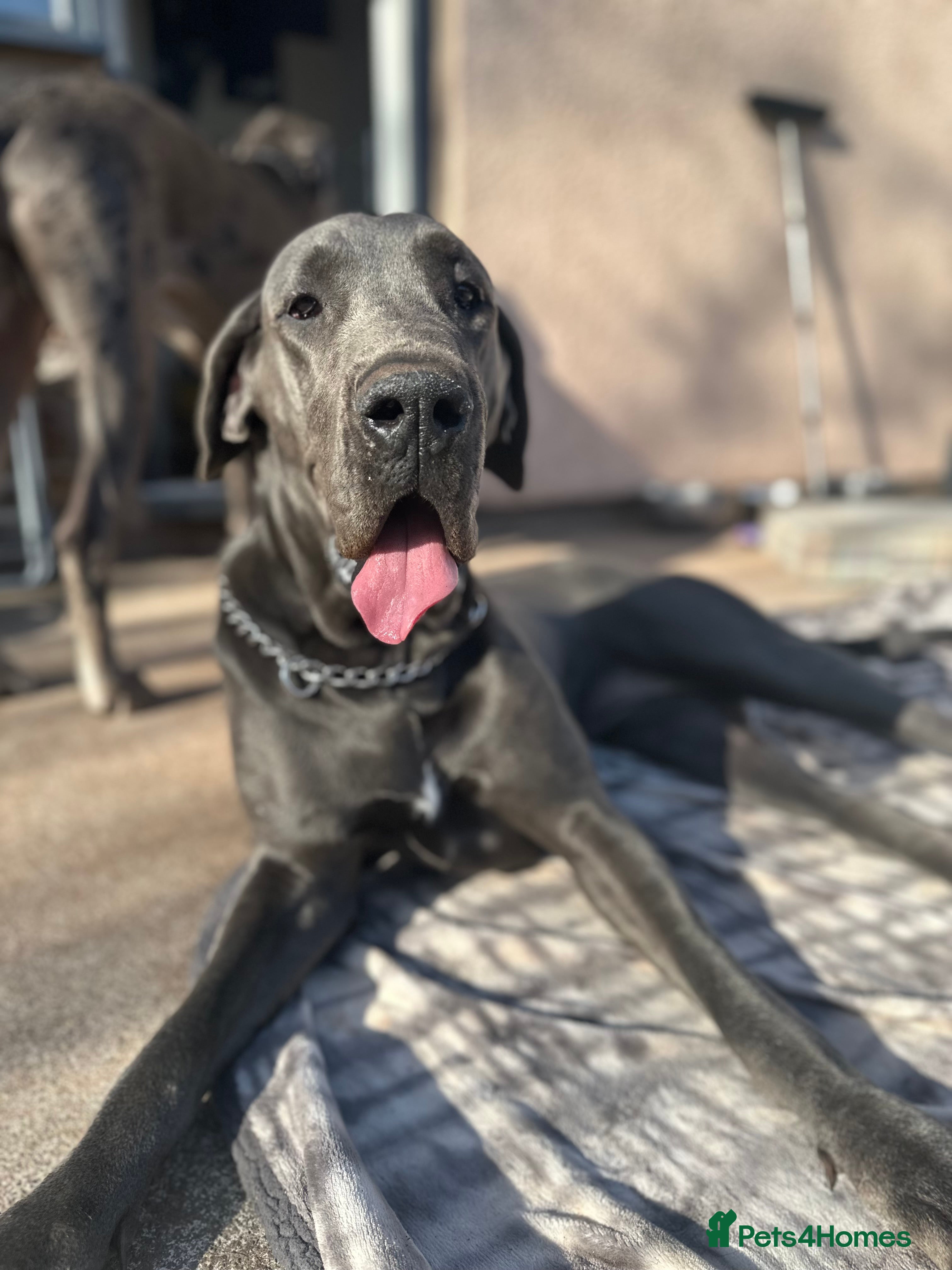 Great Dane dogs Beautiful Blue Great Dane - Advert 2