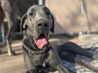 Great Dane dogs Beautiful Blue Great Dane - Advert 2