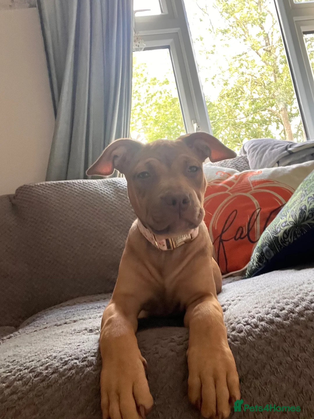 Mixed Breed dogs for sale: Our beautiful Penny in Peterborough - Advert 6