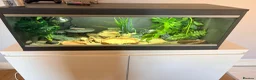 Gecko reptiles for sale: Potato the gecko and vivarium - Advert 10