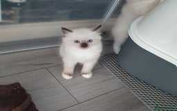 Ragdoll cats for sale: The cutest beautiful Ragdoll kittens! Ready :) - Image 11