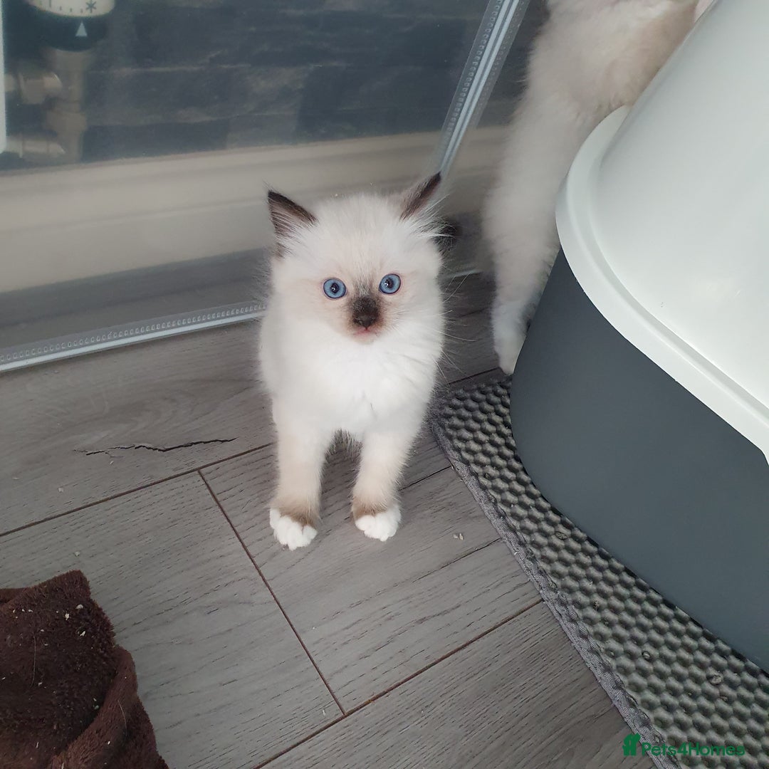 Ragdoll cats for sale: The cutest beautiful Ragdoll kittens! Ready :) - Image 11