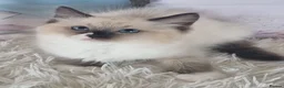 Ragdoll cats for sale: 💕Cute Champion line Ragdolls Kittens 💕 - Advert 2