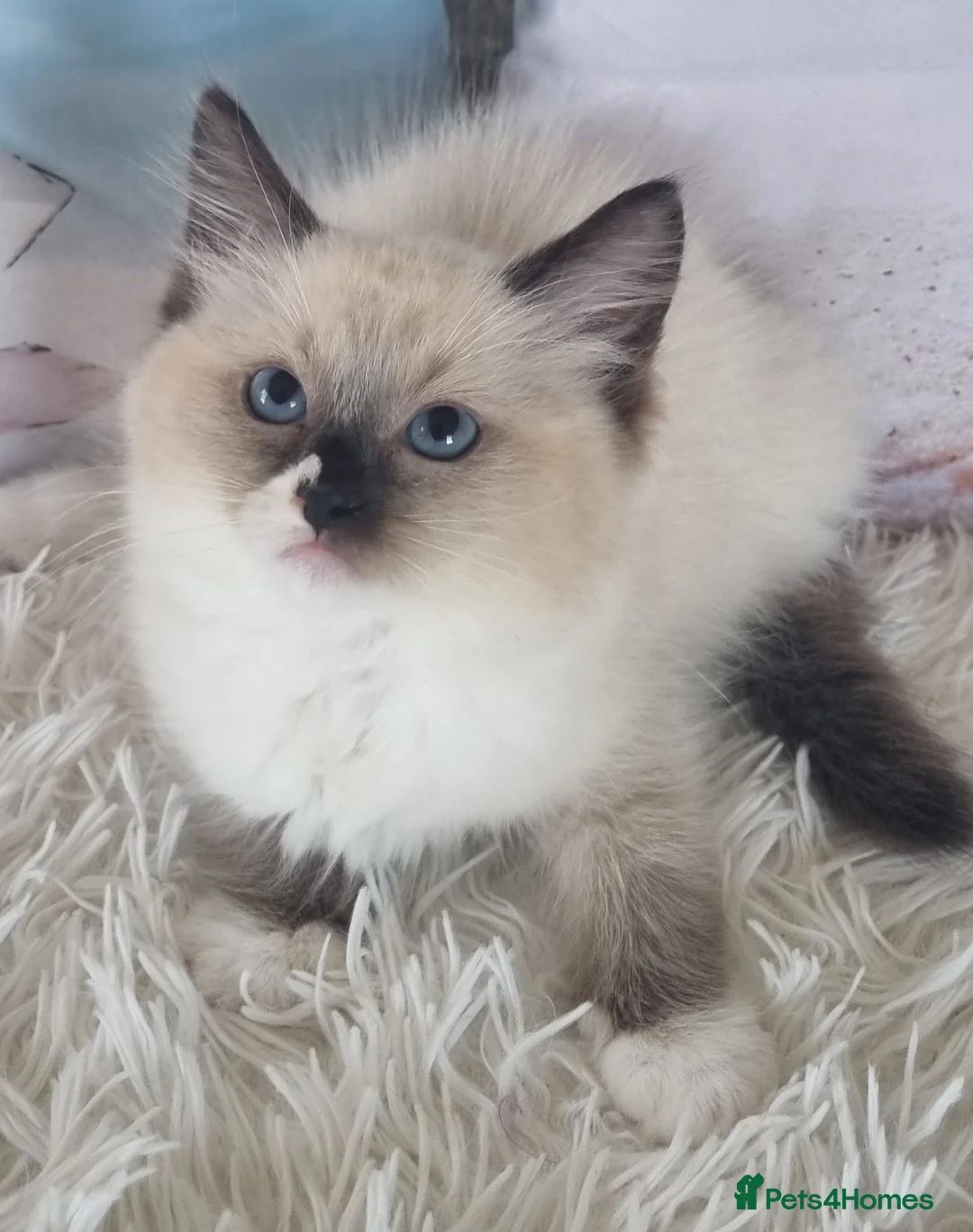 Ragdoll cats for sale: 💕Cute Champion line Ragdolls Kittens 💕 - Advert 2