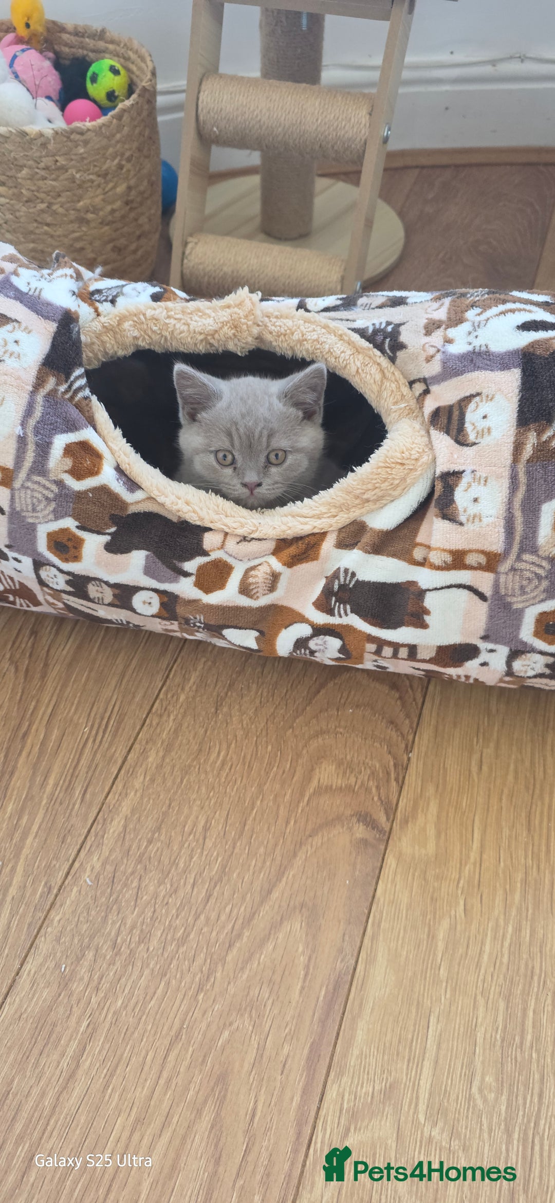 British Shorthair cats for sale: British ShortHair 🐈‍⬛ - Advert 5