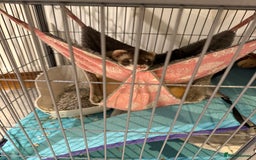 Ferret rodents for sale: 2 Male Ferrets with Full cage set up   - Image 5