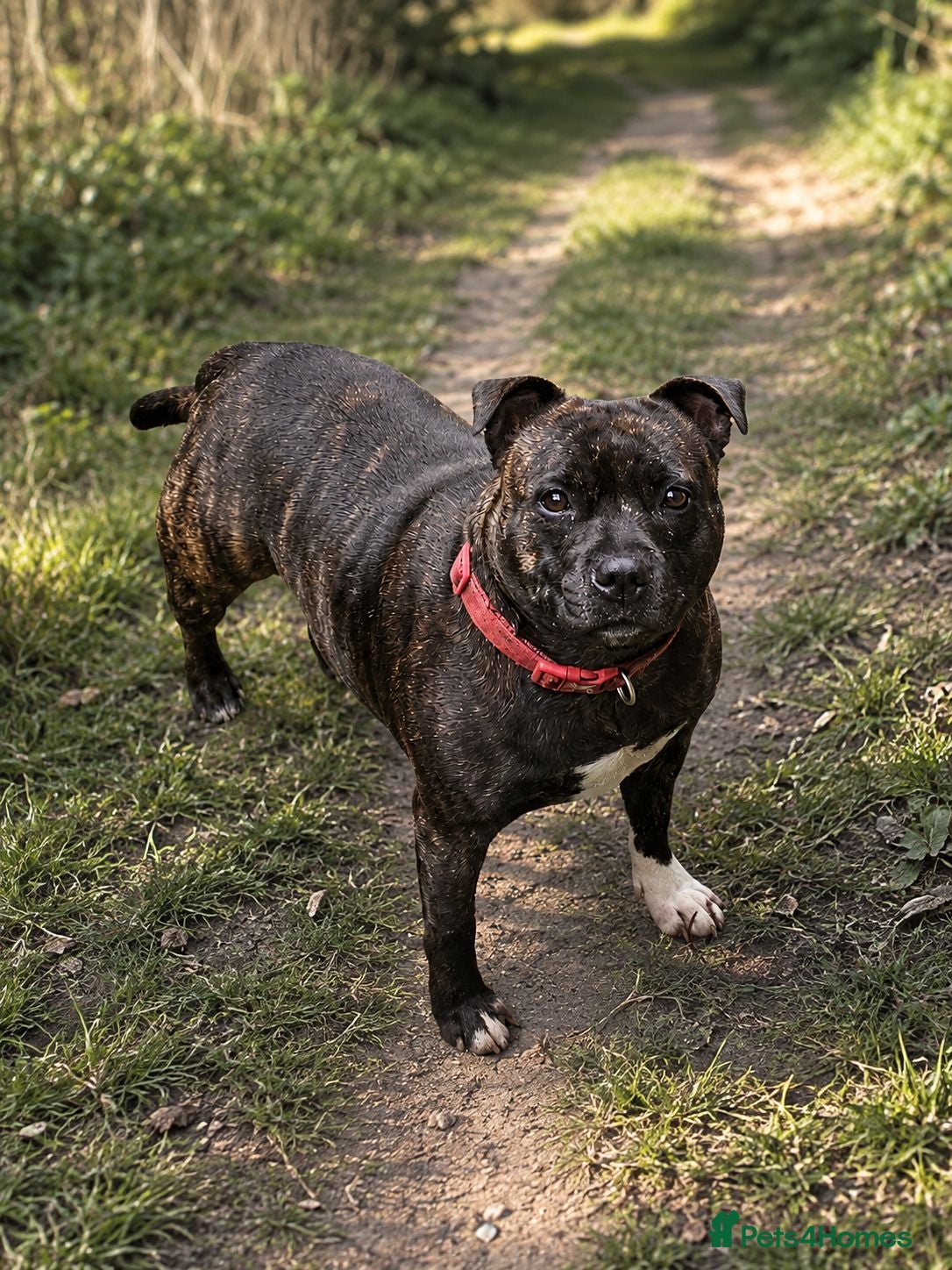 Staffordshire Bull Terrier dogs 🥨Future litter🥨 Reds/Brindles - Advert 2
