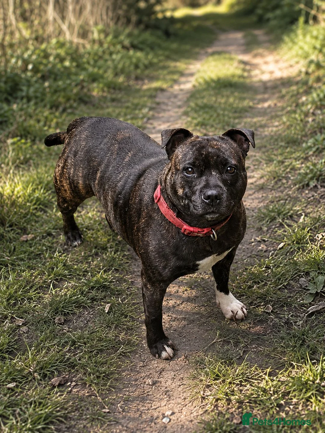 Staffordshire Bull Terrier dogs for sale: 🥨Future litter🥨 Reds/Brindles - Advert 2