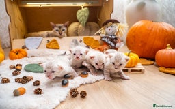 Bengal cats for sale: Pure Snow Bengals-TICA champions pedigree-Stunning - Image 3