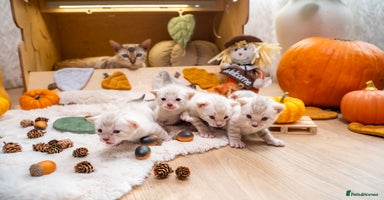Bengal cats - Advert 13