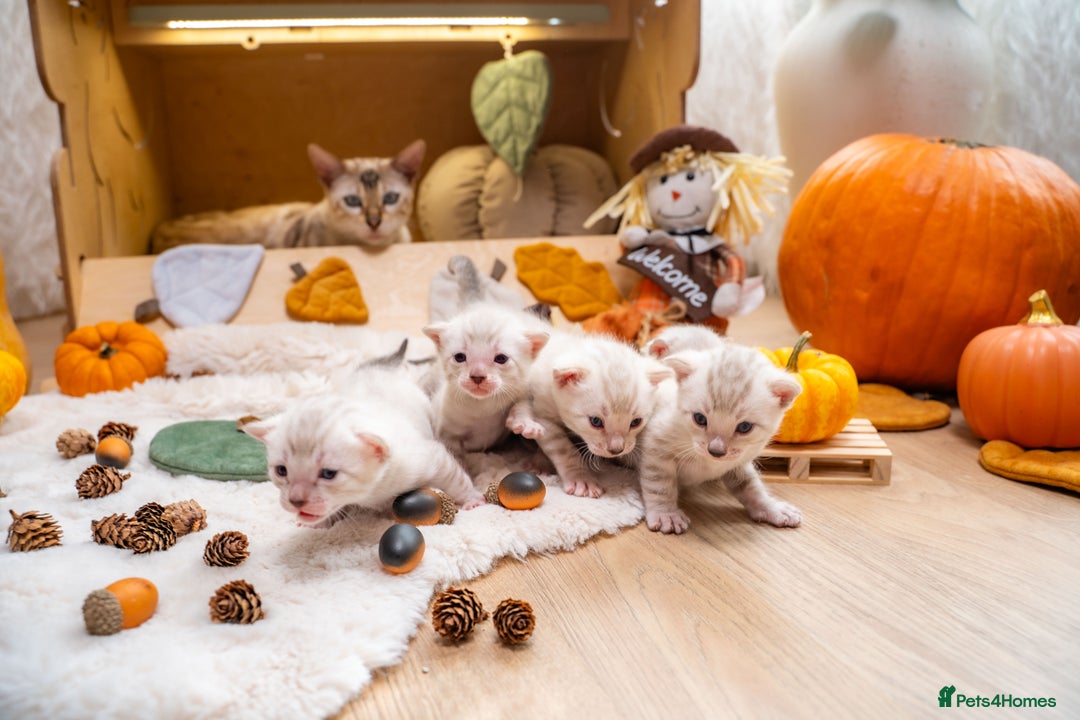 Bengal cats for sale: Pure Snow Bengals-TICA champions pedigree-Stunning - Image 3