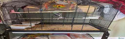 Budgerigars birds for sale: 2x budgie bird - Advert 3