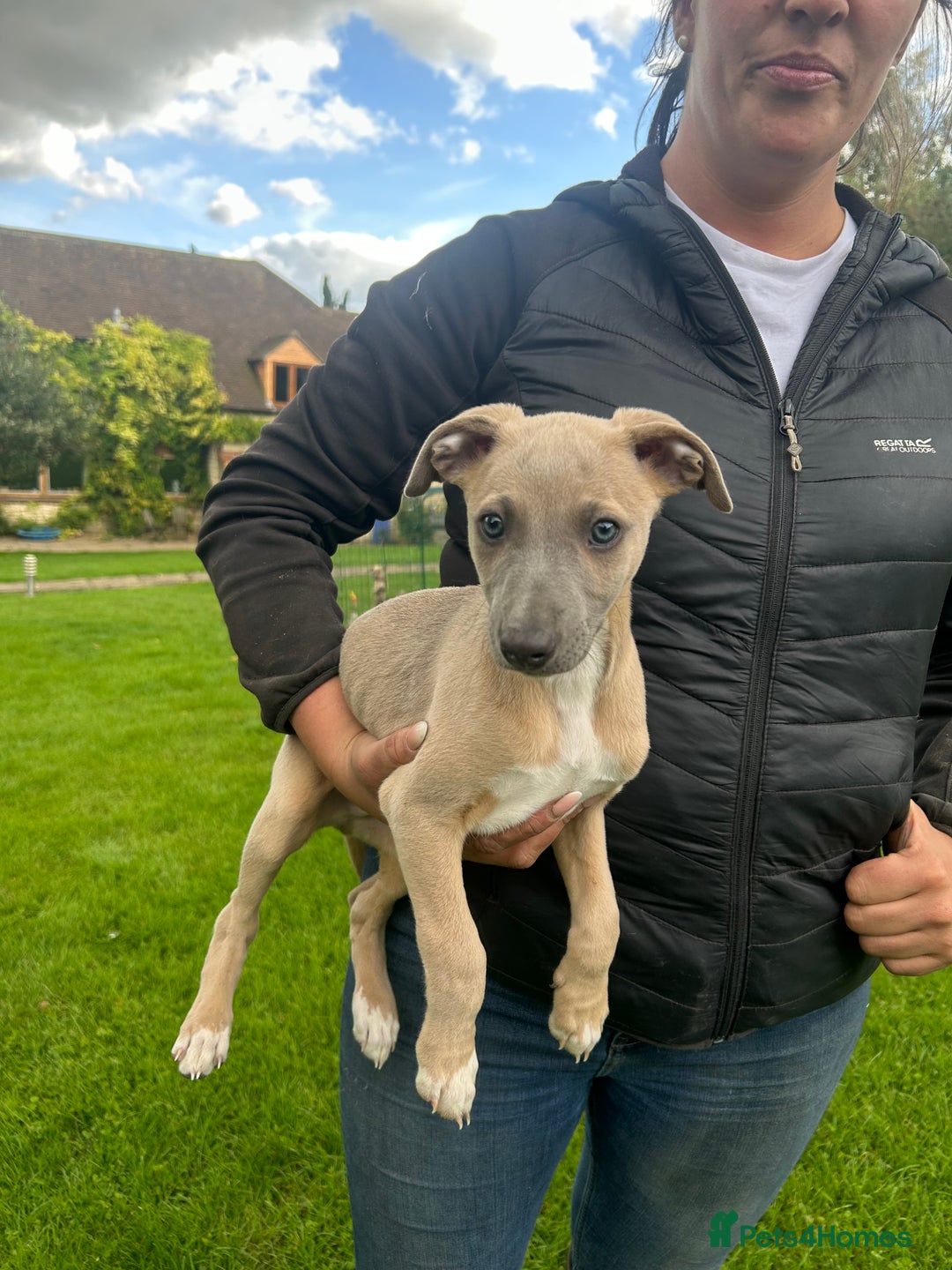 Whippet dogs for sale: KC Registered Whippet Puppies 🐶  - Image 5